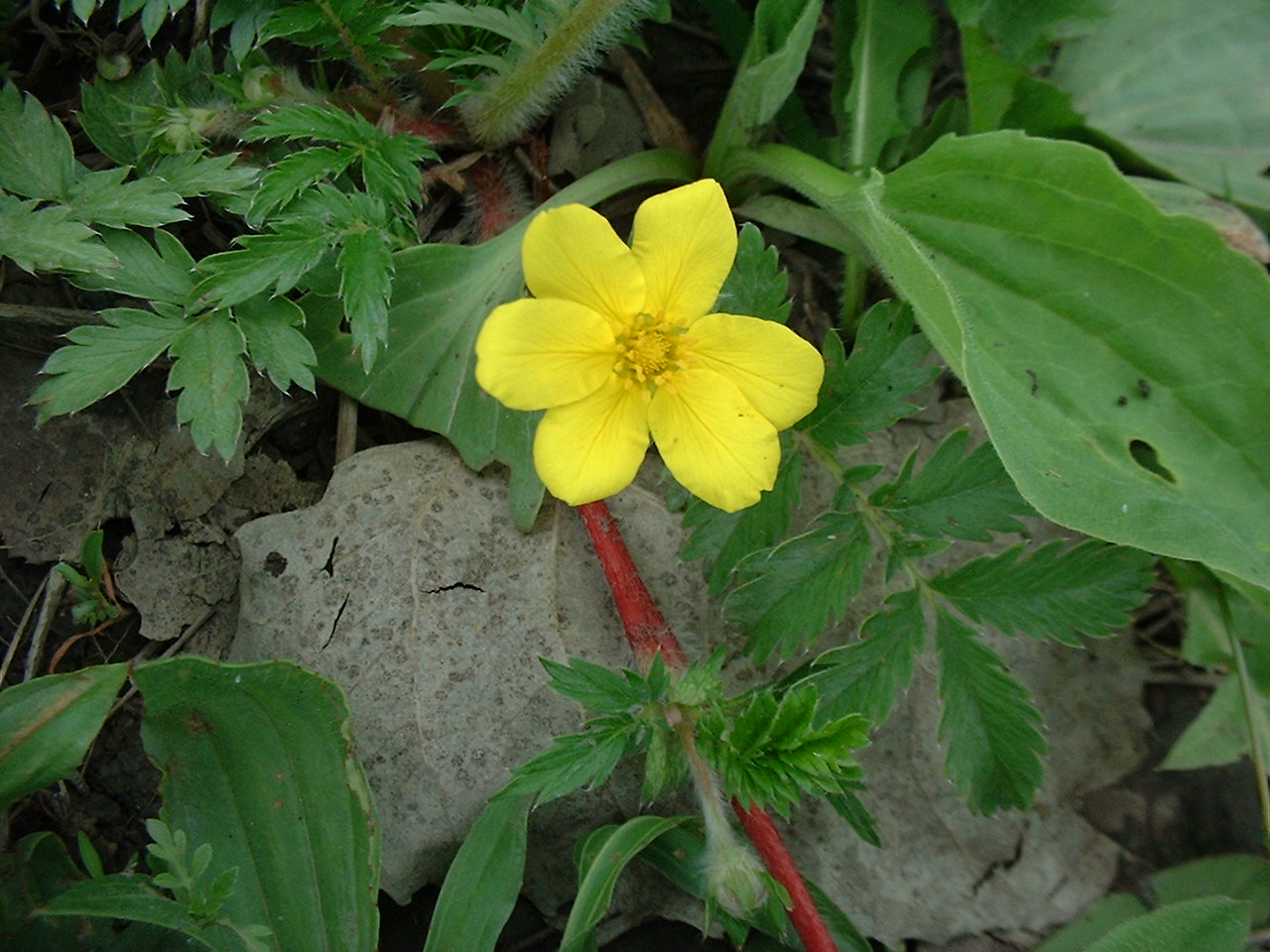 Potentilla anserina